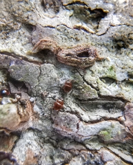 Propalticus