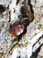 Propalticus