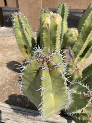 Lophocereus