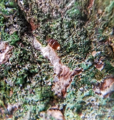 Propalticus