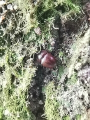 Propalticus