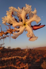 Pachypodium lealii image