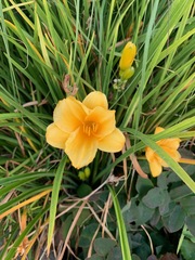 Hemerocallis