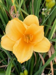 Hemerocallis