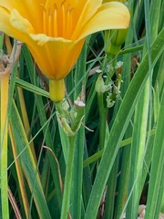 Hemerocallis