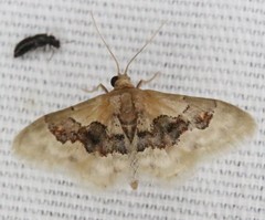 Idaea gemmata