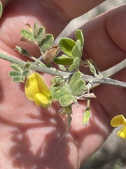 Diphysa occidentalis