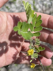 Diphysa occidentalis