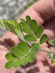 Diphysa occidentalis