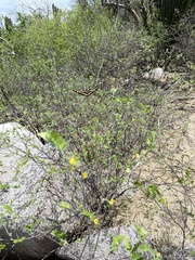 Diphysa occidentalis