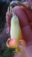 Cotyledon orbiculata spuria