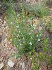 Teucrium africanum