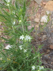 Teucrium africanum