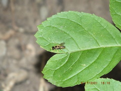 Crossocerus nitidiventris