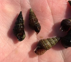 Elimia floridensis