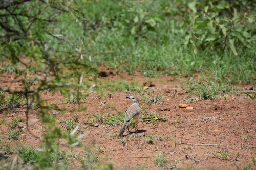 Rosy-patched Bushshrike (Rhodophoneus cruentus), photo 8