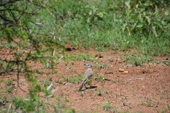 Rhodophoneus cruentus