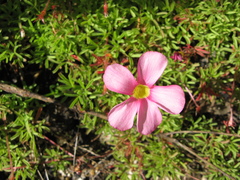 Oxalis glabra