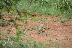 Rhodophoneus cruentus