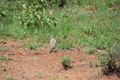 Rhodophoneus cruentus