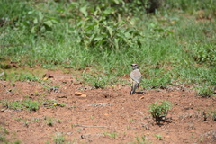 Rhodophoneus cruentus