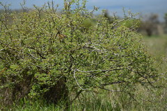 Rhodophoneus cruentus