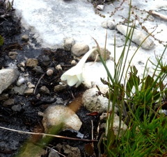 Cyrtanthus leucanthus