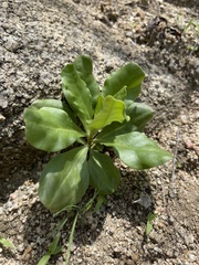 Talinum sonorae