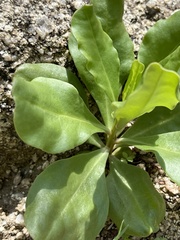 Talinum sonorae