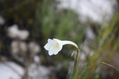 Cyrtanthus leucanthus