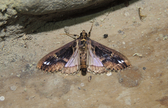 Diaphania costaricalis