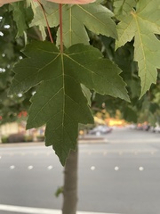 Acer rubrum