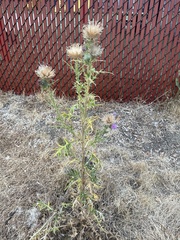 Cirsium vulgare