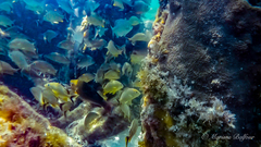 Rainbow Parrotfish