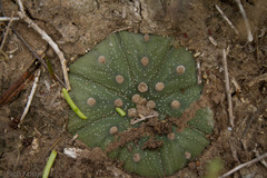Astrophytum asterias