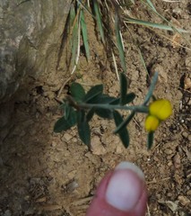 Crotalaria brevis