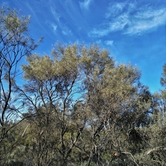 Hakea leucoptera leucoptera