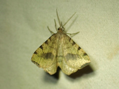 Macaria occiduaria
