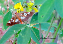 Phostria