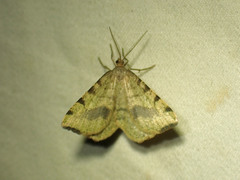Macaria occiduaria