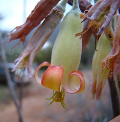 Cotyledon orbiculata spuria
