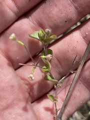 Commicarpus brandegeei