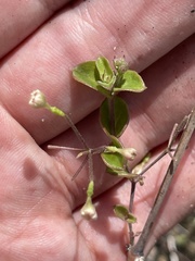 Commicarpus brandegeei