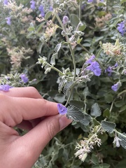 Salvia yangii