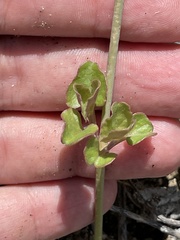 Commicarpus brandegeei