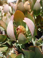 Protea recondita