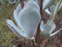 Cotyledon orbiculata spuria