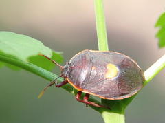 Colpoproctus pullus