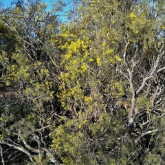 Acacia colletioides
