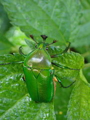 Trigonophorus rothschildi